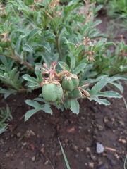 Jatropha schlechteri setifera