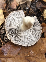 Tricholoma terreum