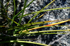 Tetraria triangularis