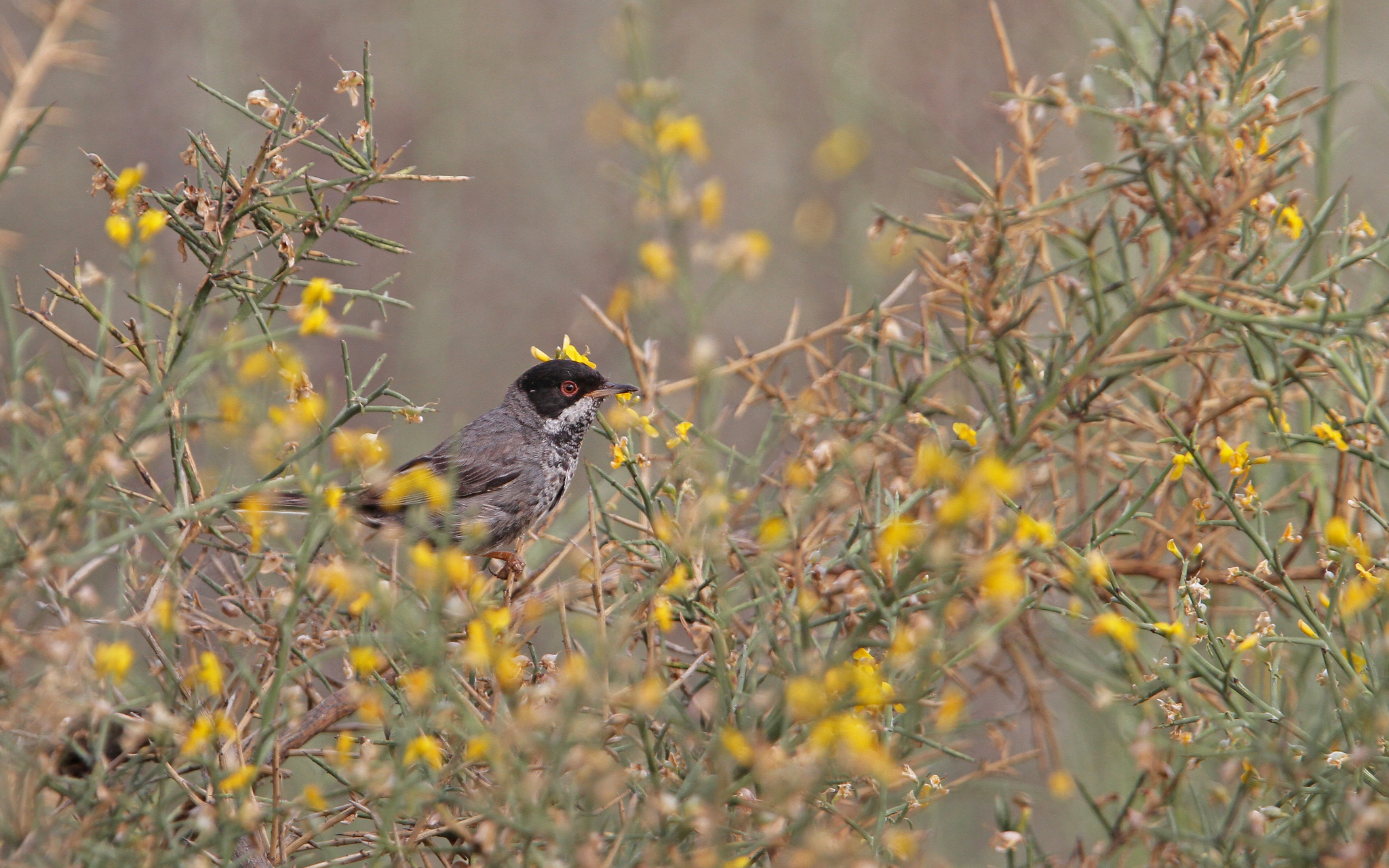 Cyprus Warbler (Curruca melanothorax)