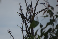 Schistochlamys melanopis