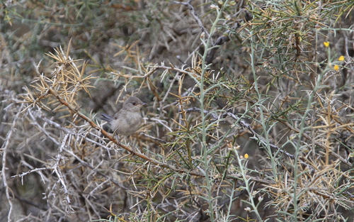 Cyprus Warbler (Curruca melanothorax), photo 9