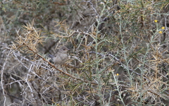Curruca melanothorax