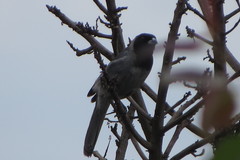Schistochlamys melanopis