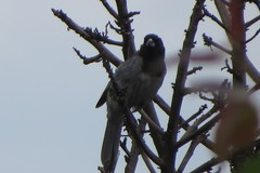 Schistochlamys melanopis