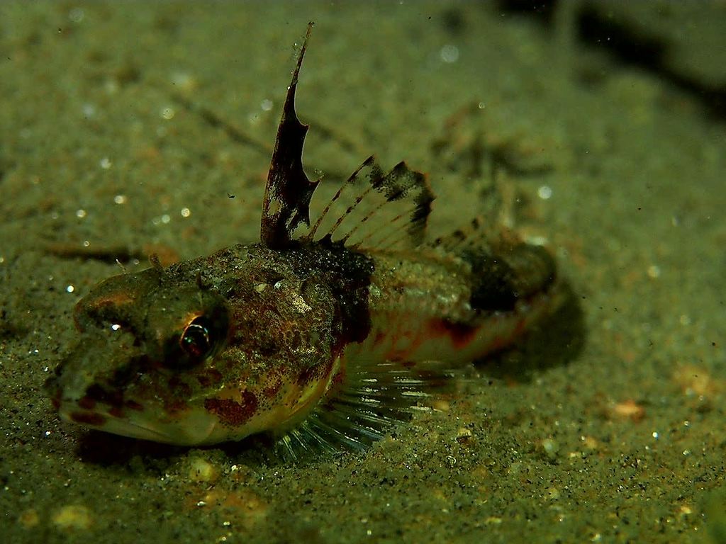 Chitonotus