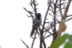Schistochlamys melanopis
