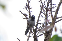 Schistochlamys melanopis