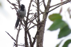 Schistochlamys melanopis