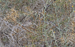 Curruca melanothorax