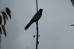 Schistochlamys melanopis