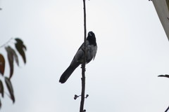 Schistochlamys melanopis
