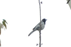 Schistochlamys melanopis