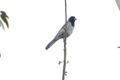 Schistochlamys melanopis