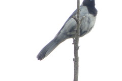 Schistochlamys melanopis