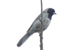 Schistochlamys melanopis