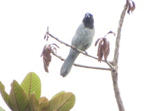 Schistochlamys melanopis