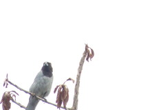 Schistochlamys melanopis