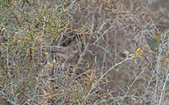 Curruca melanothorax