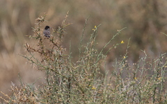 Curruca melanothorax