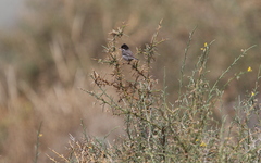 Curruca melanothorax