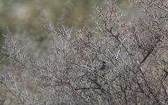 Curruca melanothorax