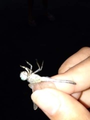 Diplacodes trivialis