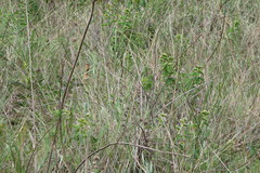 Rhynchotus rufescens