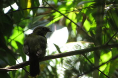 Antilophia galeata
