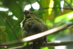 Antilophia galeata