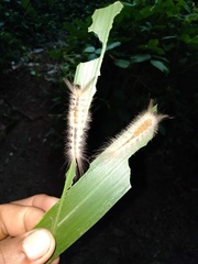 Dasychira chekiangensis