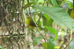 Myiothlypis flaveola