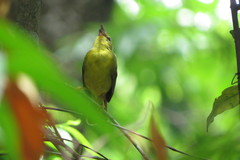 Myiothlypis flaveola
