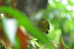 Myiothlypis flaveola