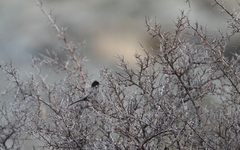 Curruca melanothorax