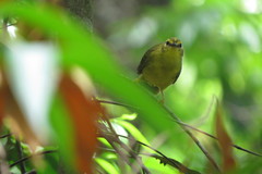 Myiothlypis flaveola