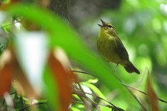 Myiothlypis flaveola