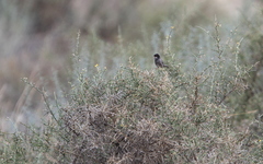 Curruca melanothorax