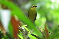 Myiothlypis flaveola