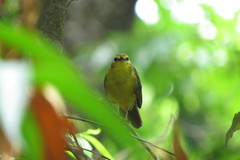 Myiothlypis flaveola