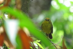 Myiothlypis flaveola