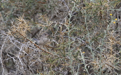 Curruca melanothorax