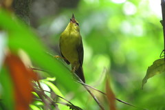 Myiothlypis flaveola