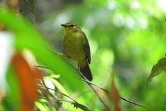 Myiothlypis flaveola