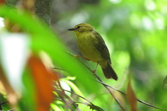 Myiothlypis flaveola