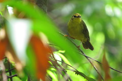 Myiothlypis flaveola