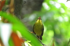Myiothlypis flaveola