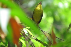 Myiothlypis flaveola