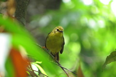 Myiothlypis flaveola