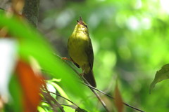 Myiothlypis flaveola